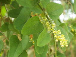 Smilax aristolochiifolia Mill. resmi