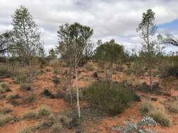 صورة Codonocarpus cotinifolius (Desf.) F. Müll.