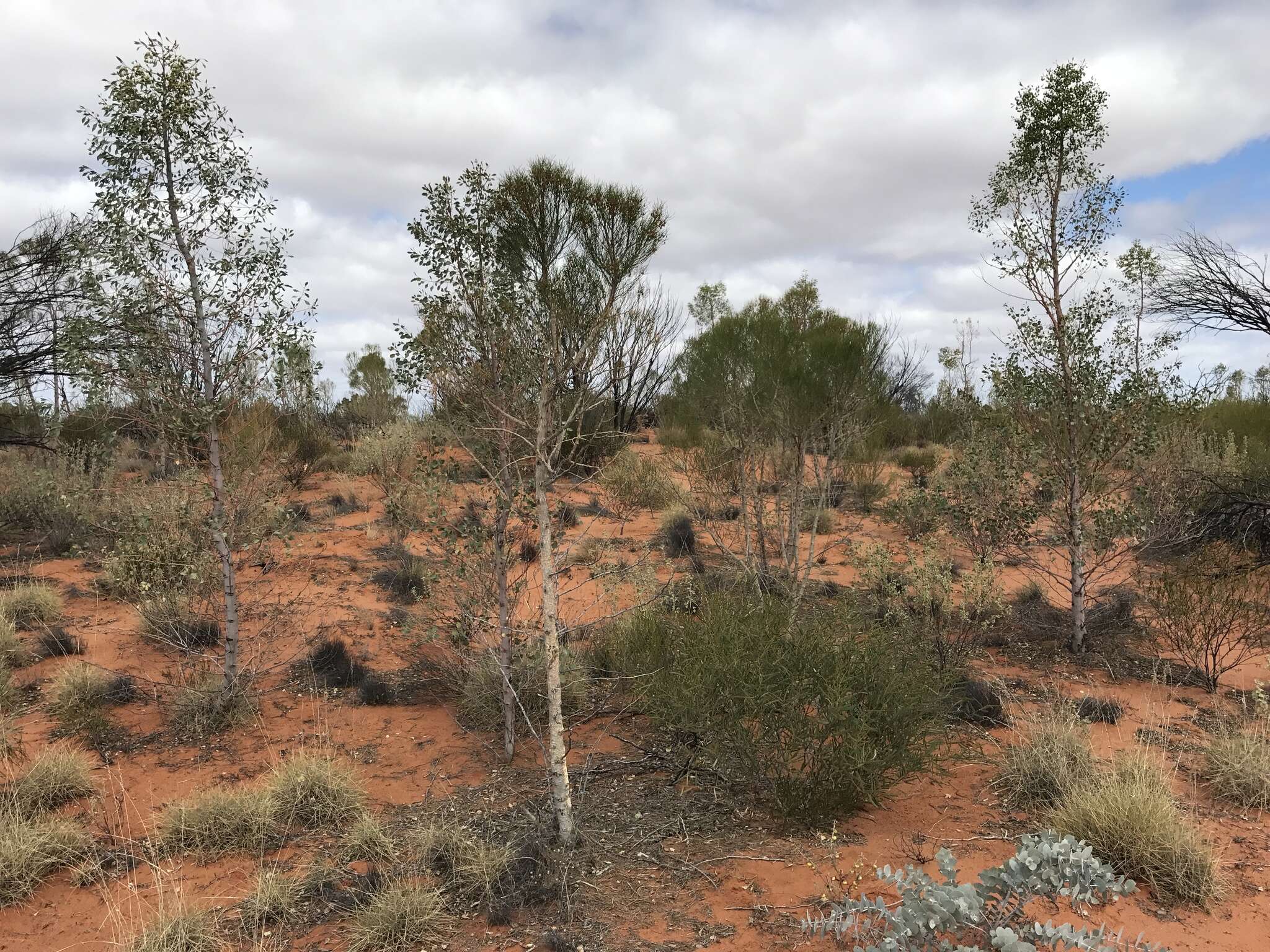 Image de Codonocarpus cotinifolius (Desf.) F. Müll.