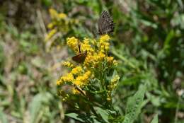 Image of Small Wood Nymph