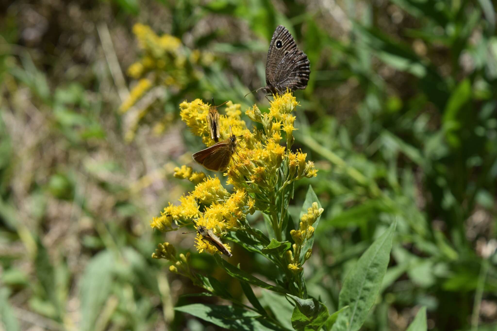 Image of Small Wood Nymph