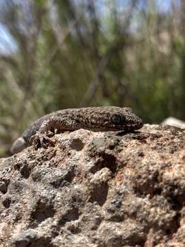 Homonota uruguayensis (Vaz-ferreira & Sierra De Soriano 1961) resmi