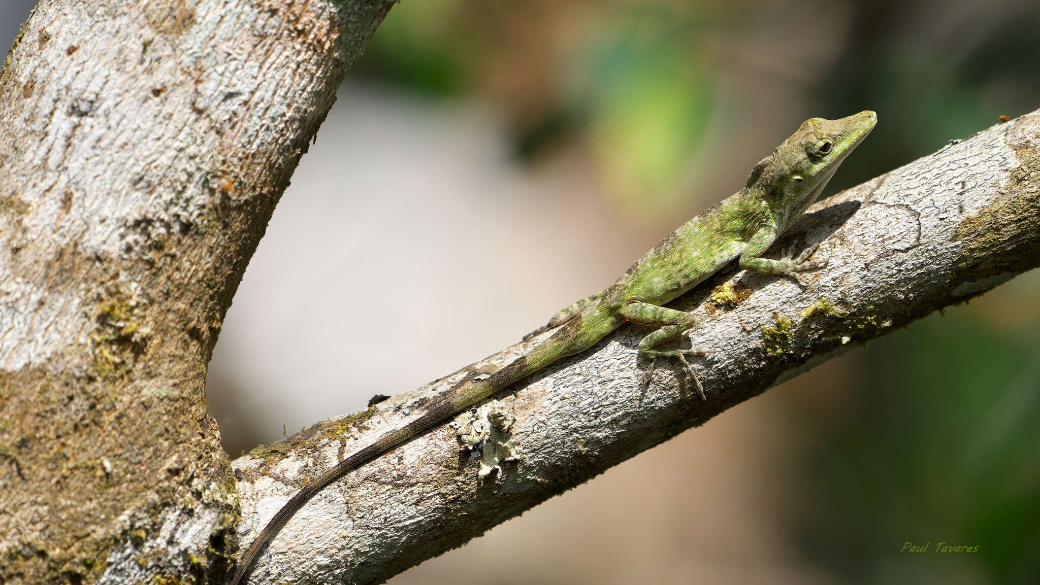 Image of Solitaire Anole