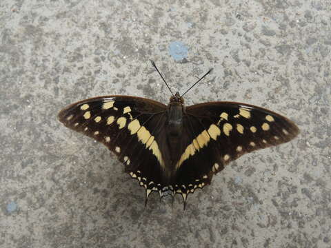 Imagem de Charaxes solon Fabricius 1793