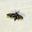 Image of Aclytia terra Schaus 1896