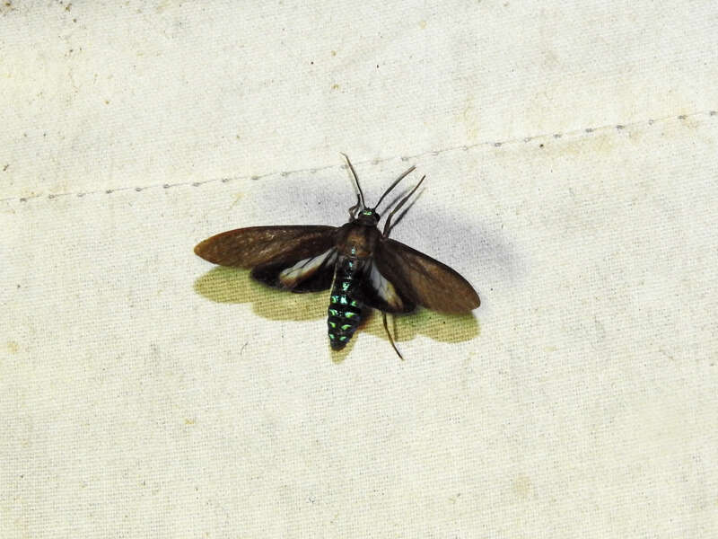 Image de Aclytia terra Schaus 1896