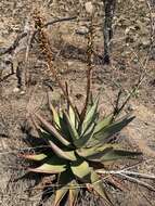 Image of Nespruit rock aloe