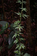 Image of maidenhair creeper