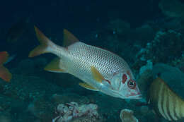 Image of Sabre squirrelfish