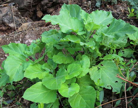 Nicotiana paniculata L. resmi