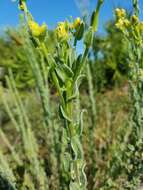 Image of Chrysopsis floridana var. highlandsensis (De Laney & Wunderlin) D. B. Ward