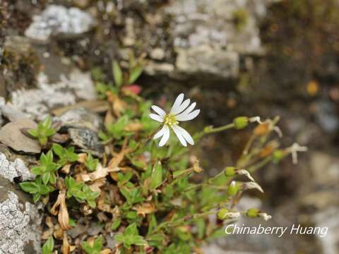 صورة Cerastium morrisonense Hayata