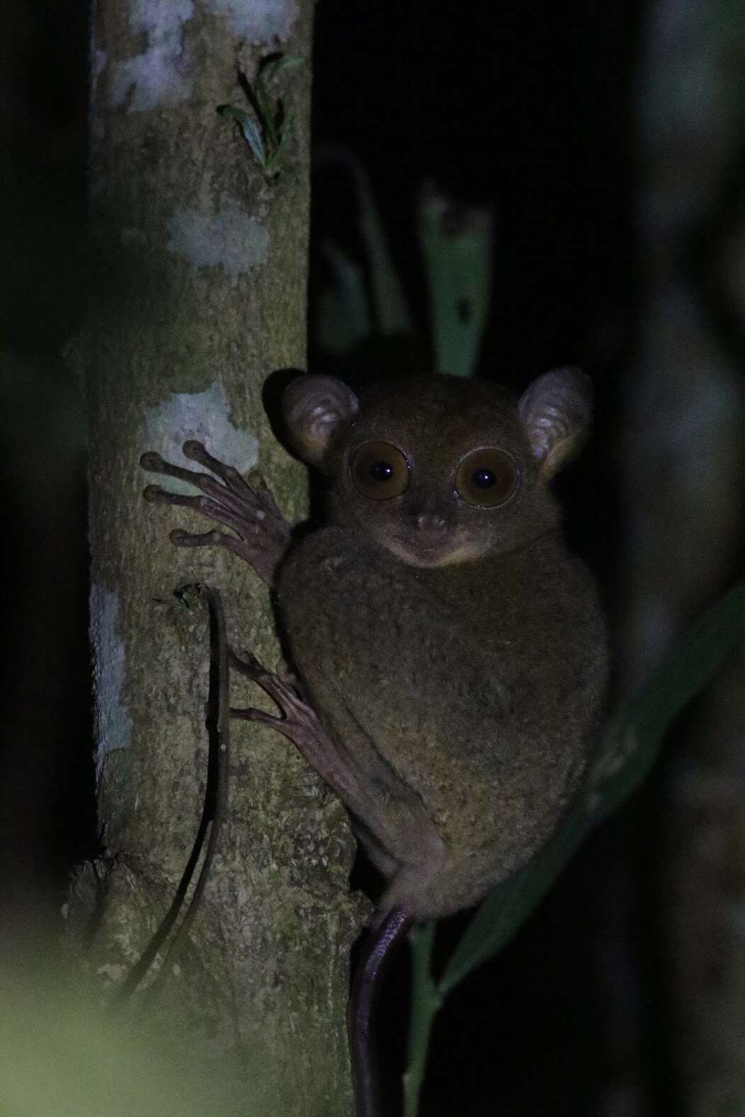 Image de Cephalopachus bancanus borneanus (Elliot 1910)