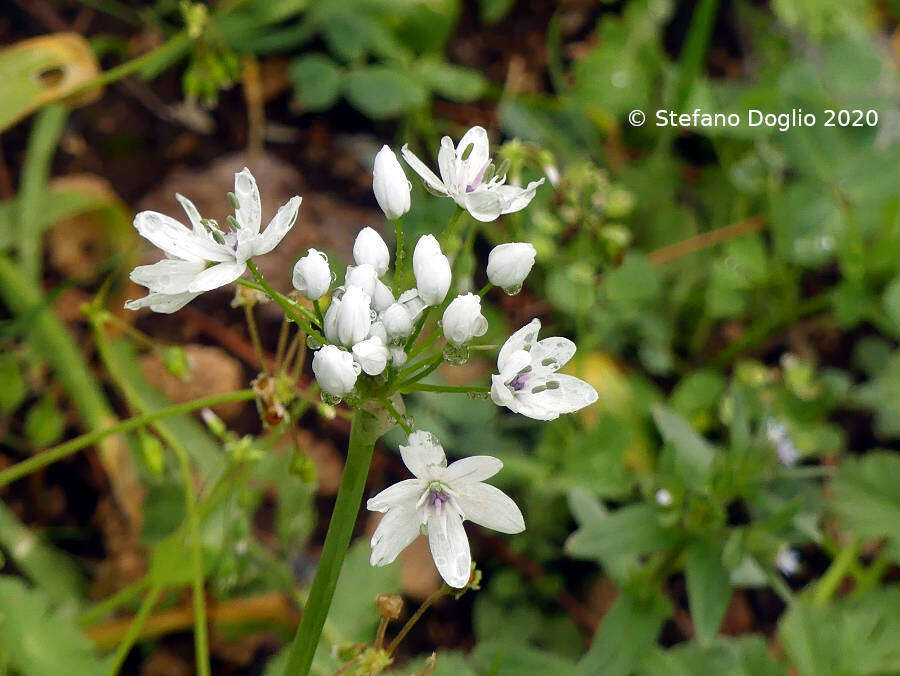 صورة Allium palaestinum