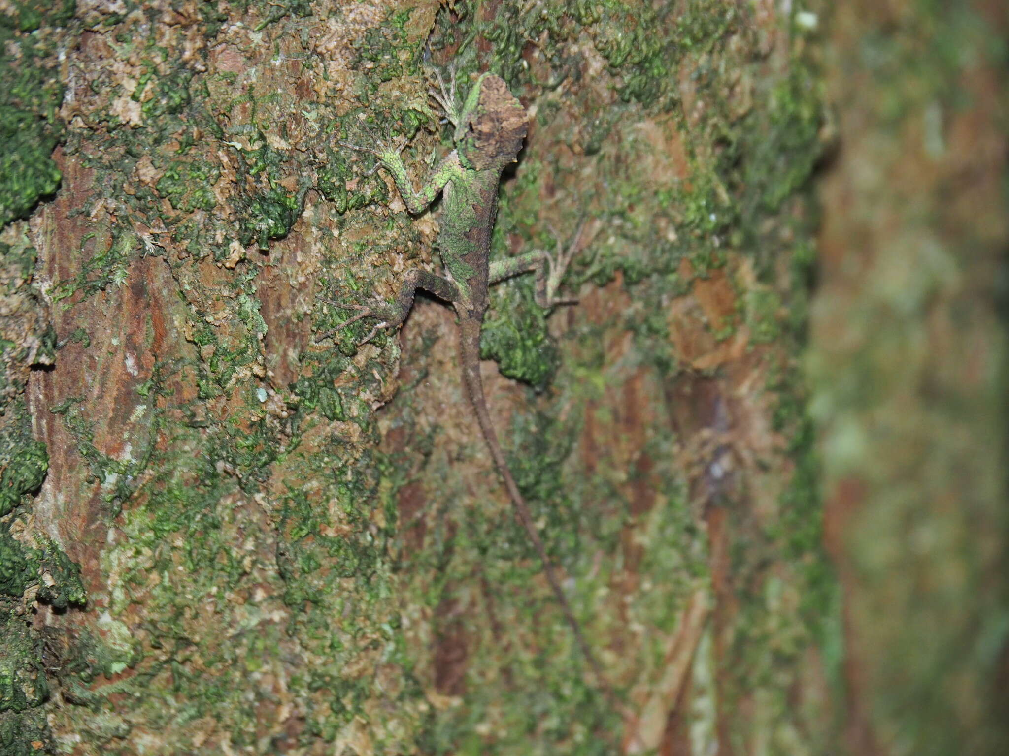 Image of Diploderma polygonatum xanthostomum (Ota 1991)