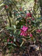 Image of Boronia fraseri Hook.