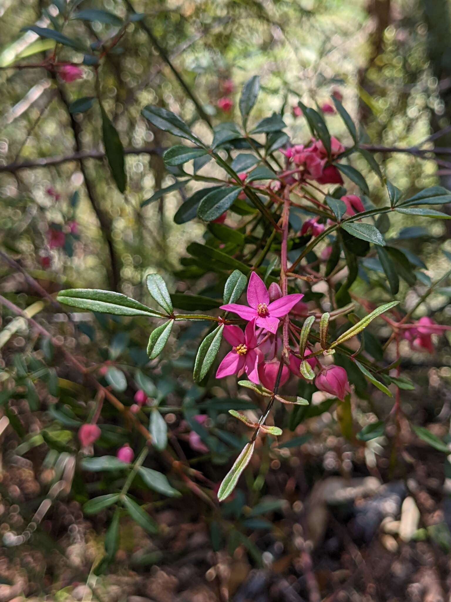 Image of Boronia fraseri Hook.