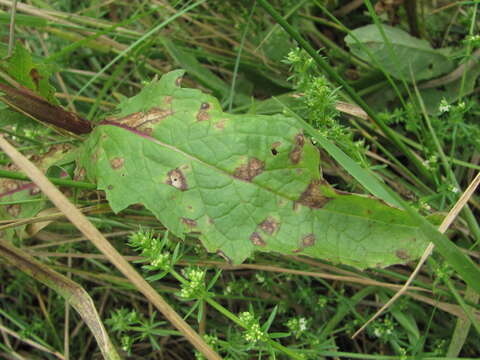 صورة Peronospora verbasci