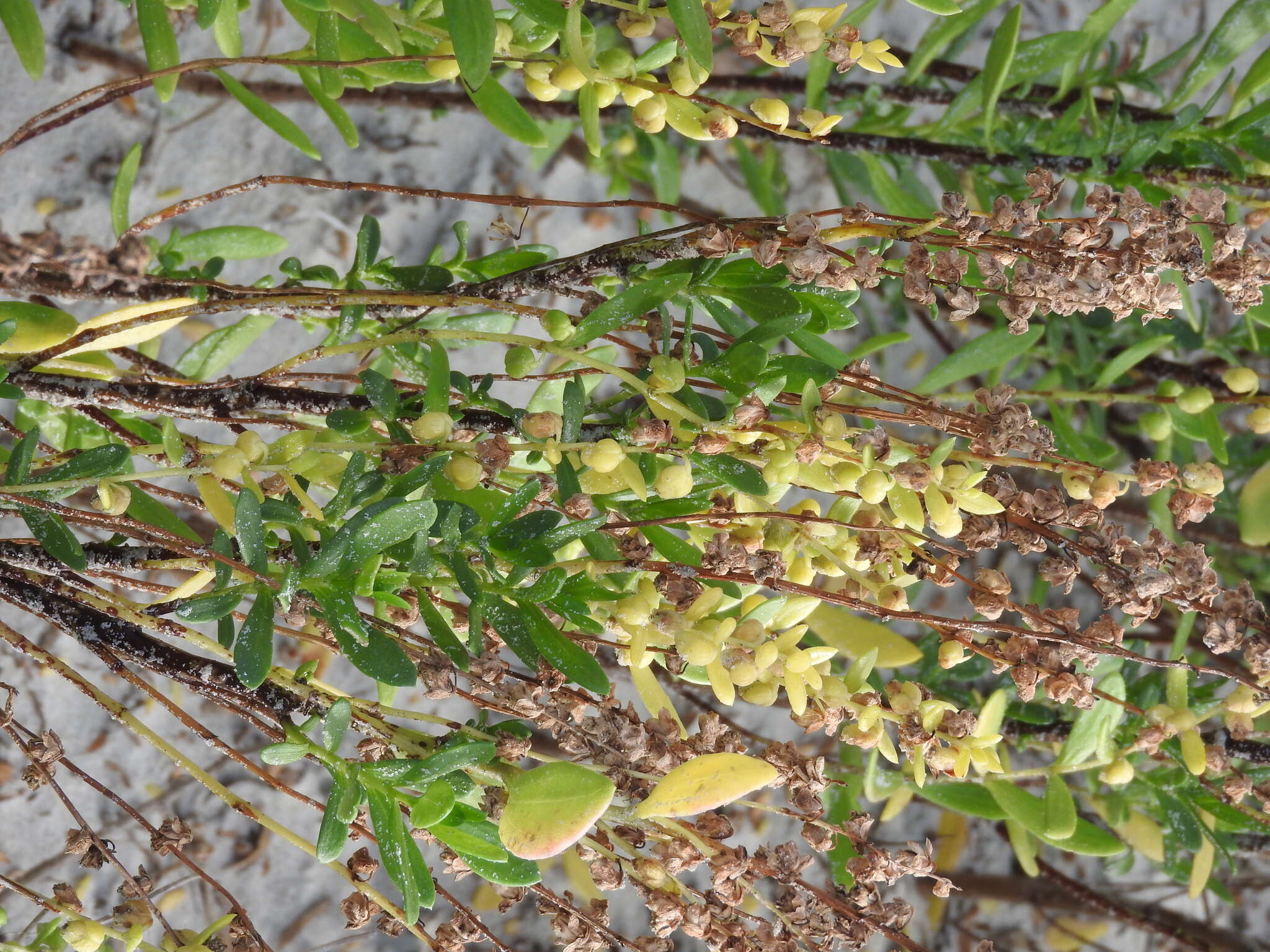 Image of seacoast marsh elder