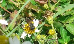 Image of Halictus poeyi Lepeletier 1841