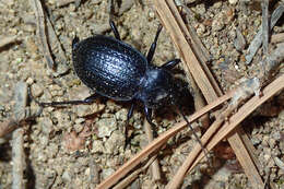 Image of Carabus (Eurycarabus) faminii Dejean 1826