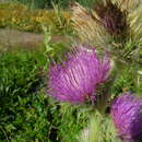 Image of Steen Mountain thistle