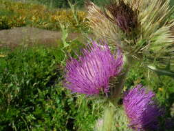 Imagem de Cirsium eatonii var. peckii (L. F. Henderson) D. J. Keil