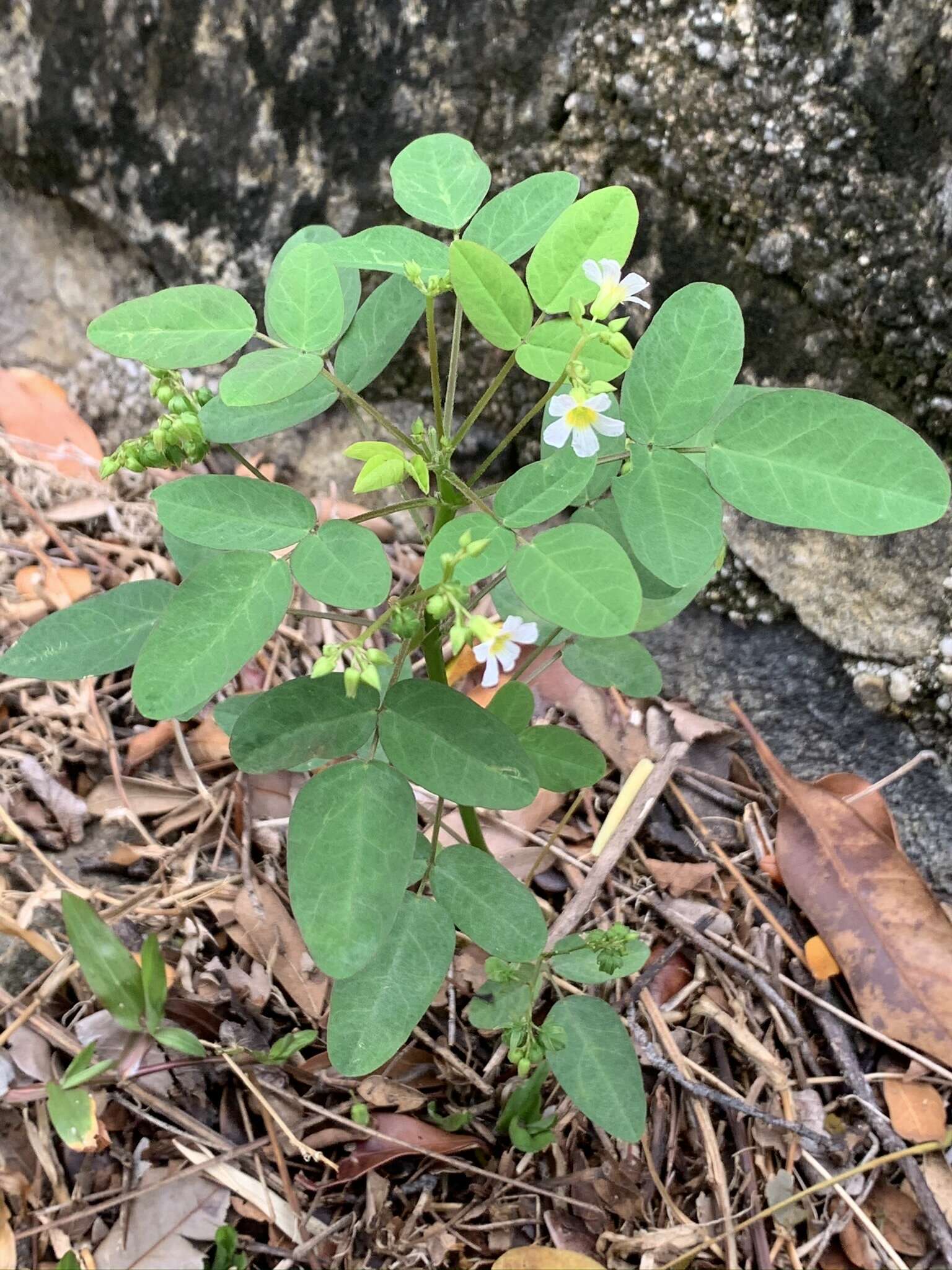 Sivun Oxalis barrelieri L. kuva