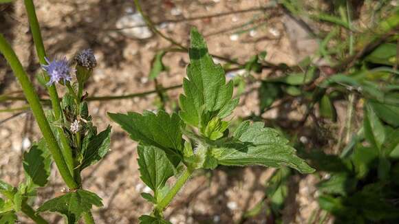 Image of Praxelis diffusa (Rich.) J. F. Pruski