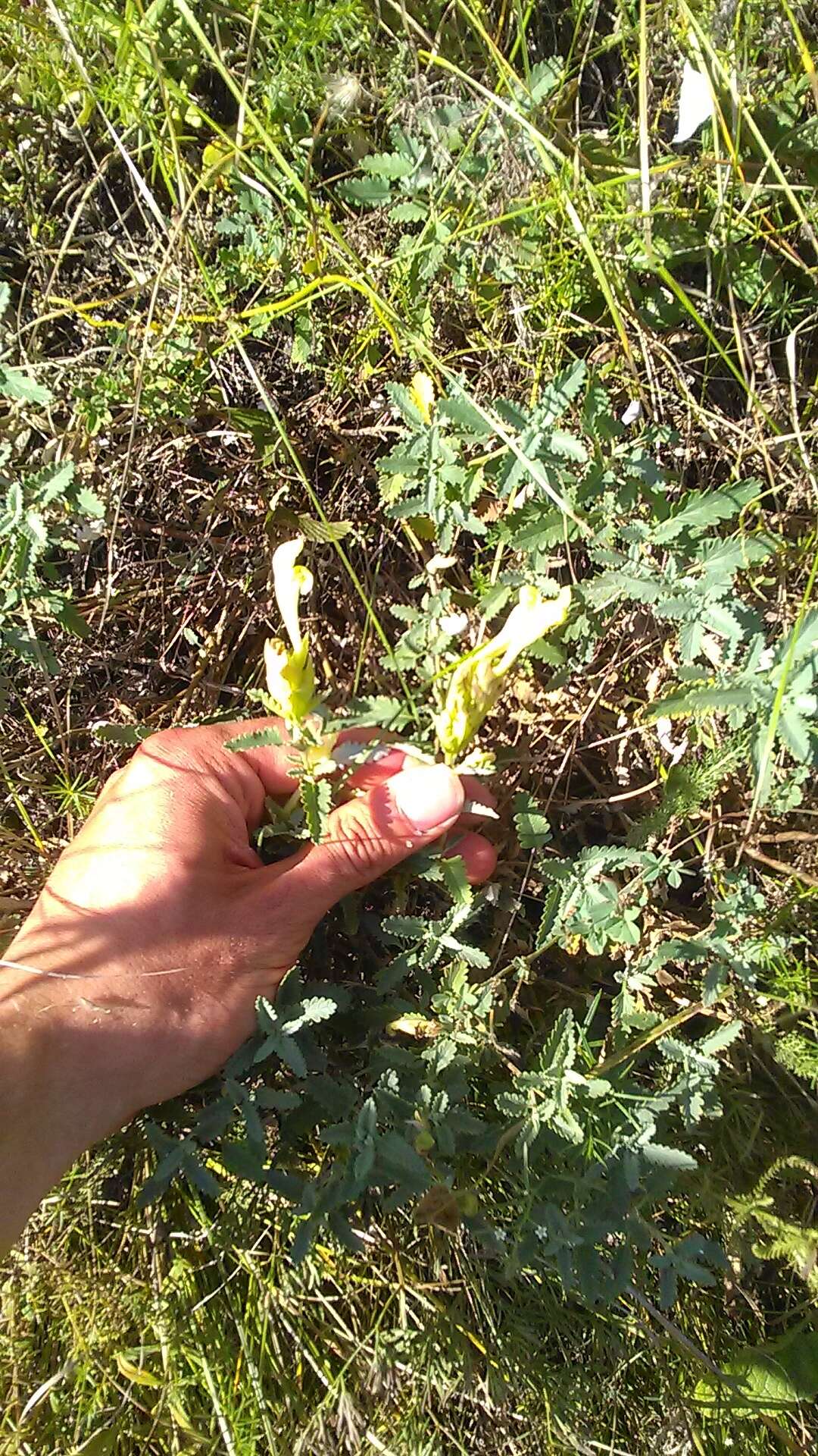 Image of Scutellaria orientalis L.