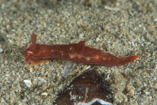 Image of Polycera parvula (Burn 1958)