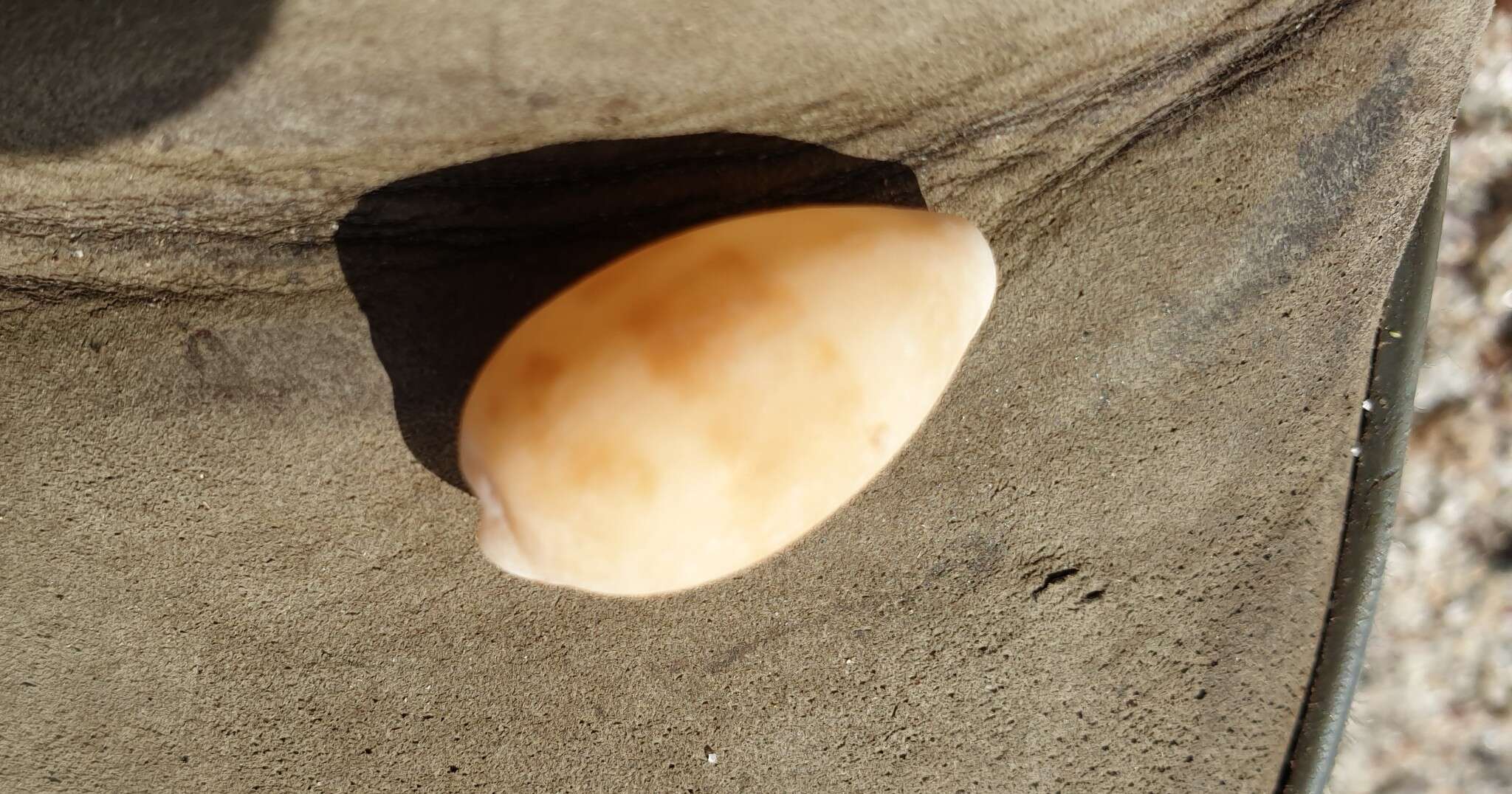 Image of Notocypraea comptonii (Gray 1847)