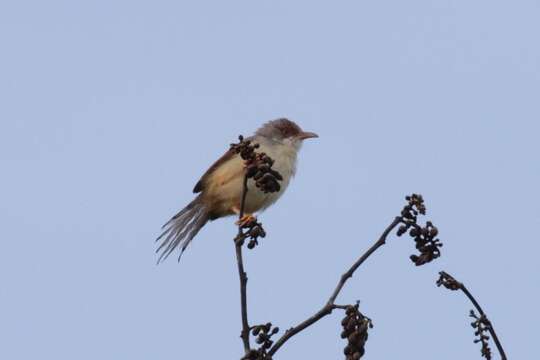 Imagem de Prinia erythroptera (Jardine 1849)