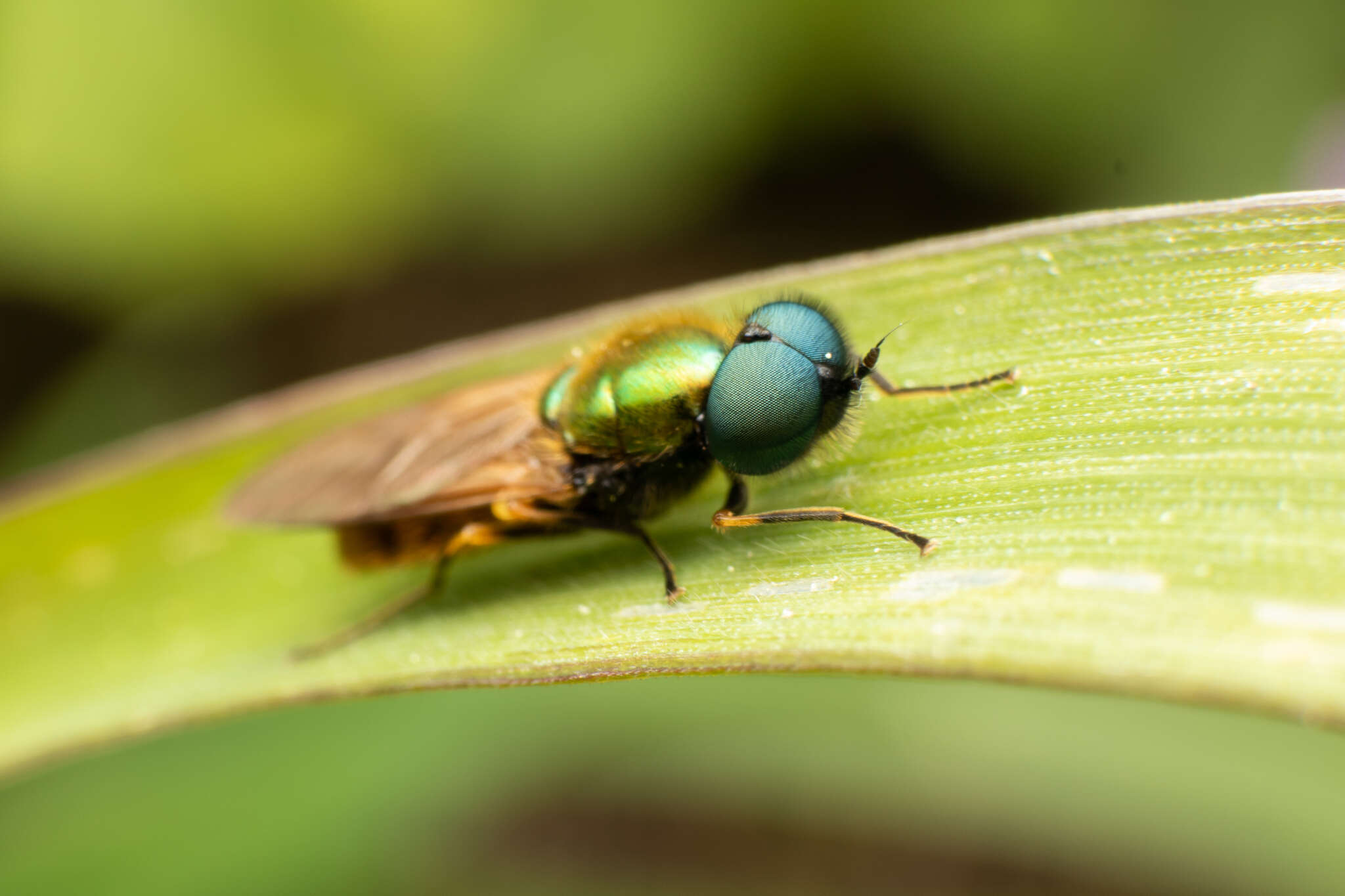 Image of Soldier fly