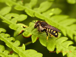 Image of Anthidium septemspinosum Lepeletier 1841