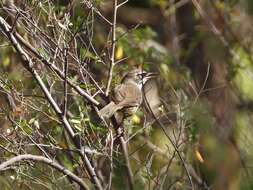 Image of Spotted Scrubwren