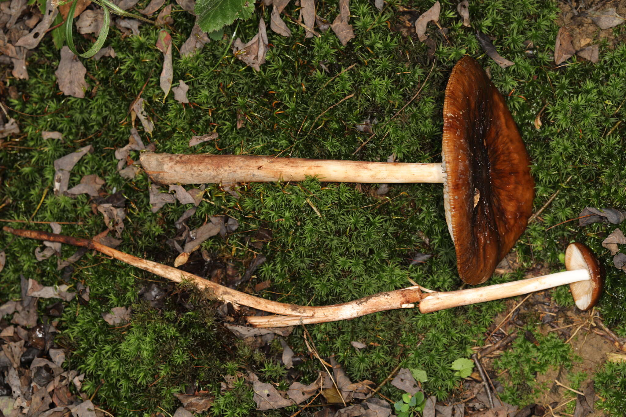 Image of Hymenopellis rubrobrunnescens (Redhead, Ginns & Shoemaker) R. H. Petersen 2010