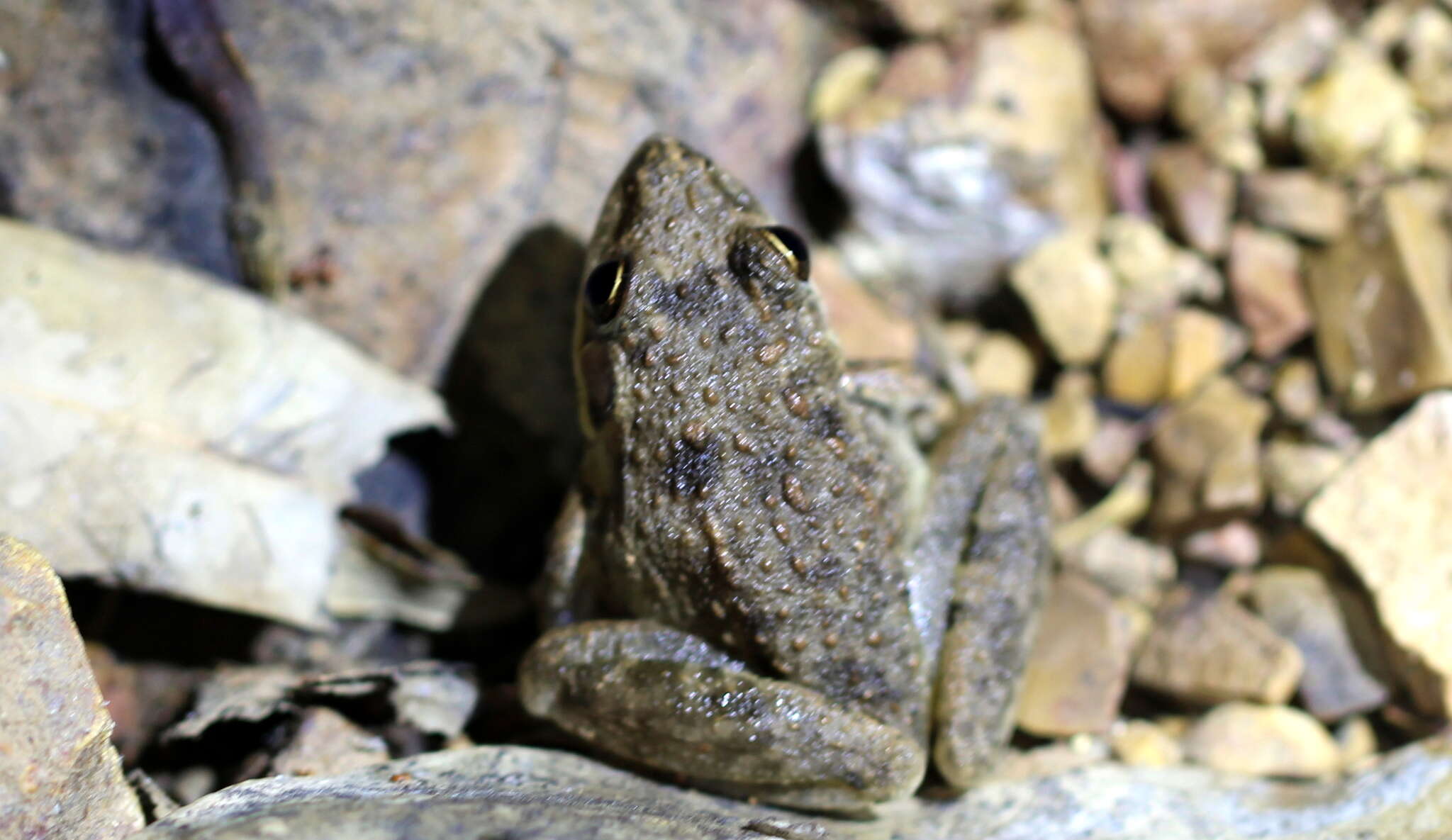 Plancia ëd Litoria inermis (Peters 1867)