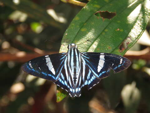 Plancia ëd Phocides thermus Mabille 1883