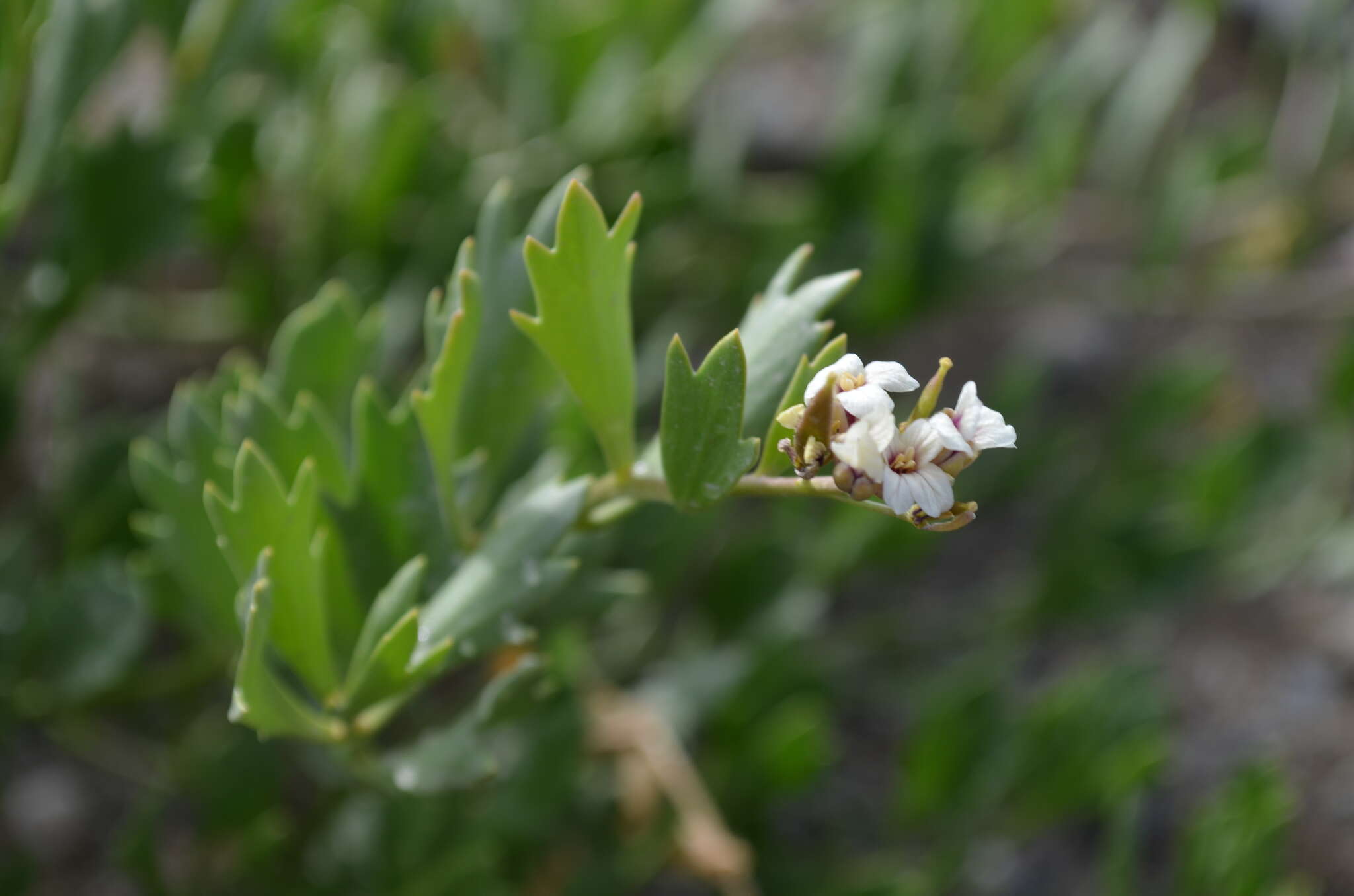 Imagem de Christolea crassifolia Cambess.