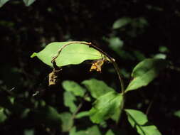 Image of Micrathena furva (Keyserling 1892)