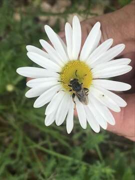 صورة Teuchocnemis lituratus (Loew 1863)