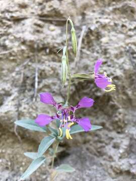 Image of Mildred's clarkia