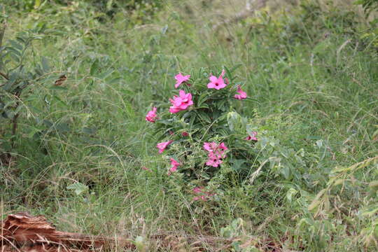 Image of Summer impala lily