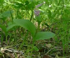 Image of hybrid ladyslipper