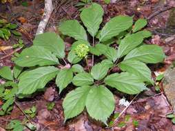 Image de Ginseng américain