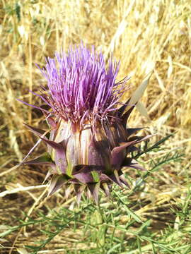 Image of Cynara humilis L.