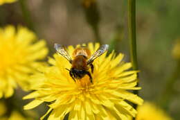 Image of Megachile semirufa Sichel 1867