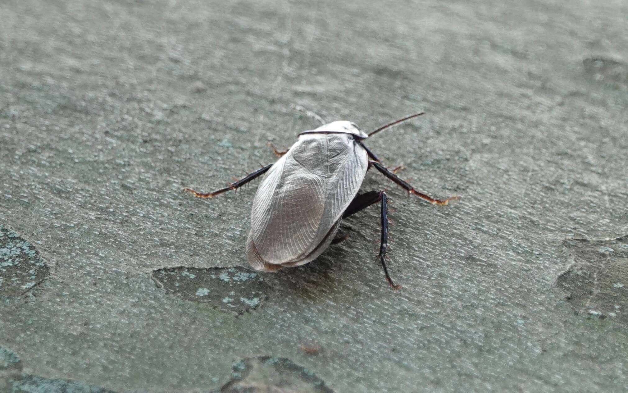 Image of Yamato Cockroach