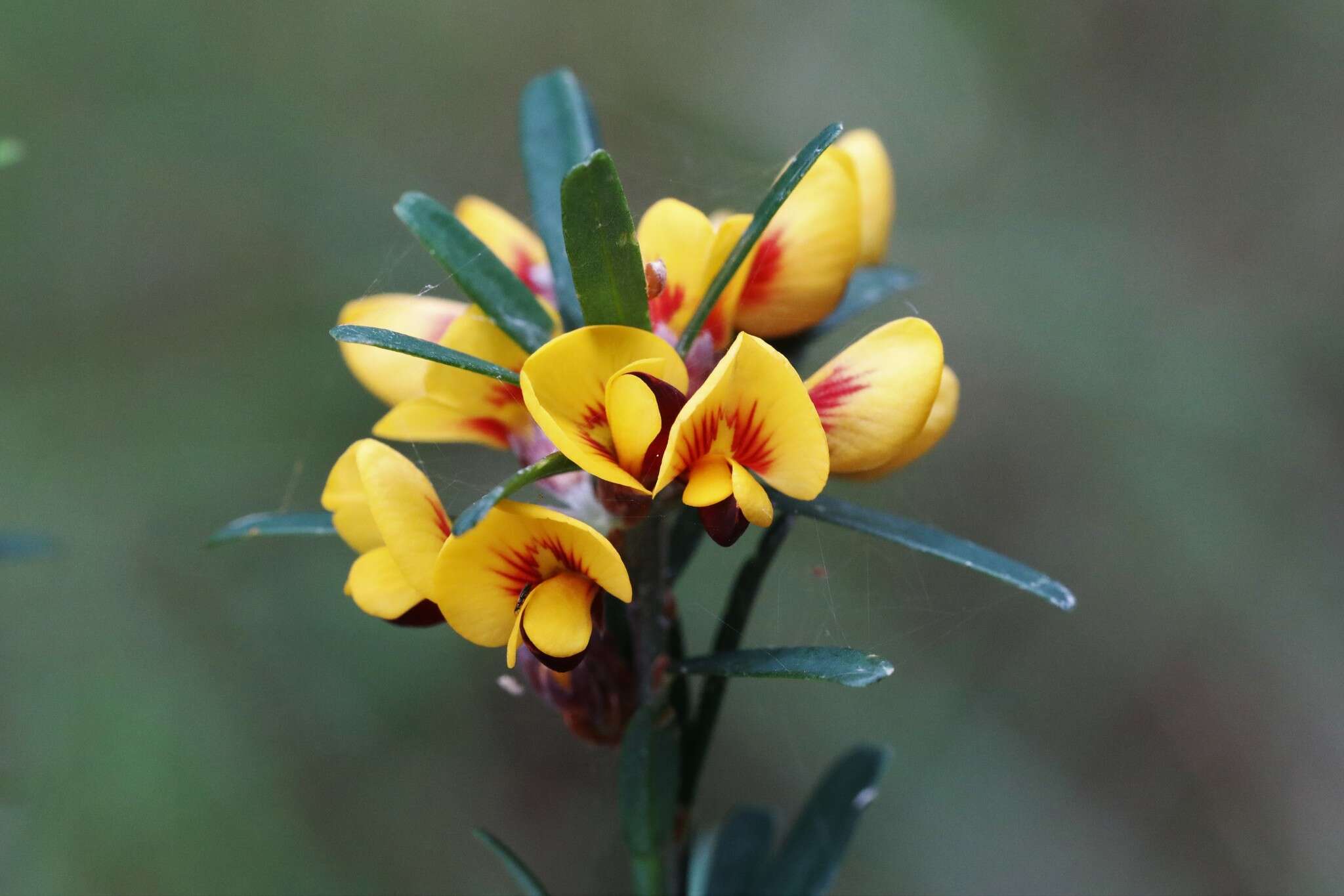 Image of Pultenaea retusa Sm.